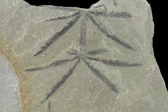 Pennsylvanian Fossil Horsetail (Annularia) Plate - Kentucky #137749